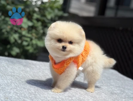 Yavru Pomeranian Boolarımız