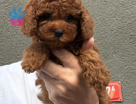 Yavru Toy Poodlelarımız - 5773