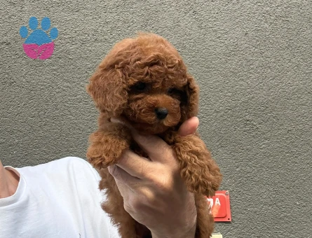 Yavru Toy Poodlelarımız