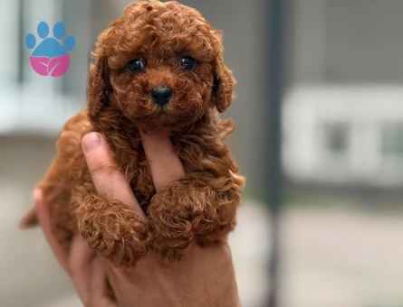 Yavru Maltipoo Bebeklerimiz - 5774