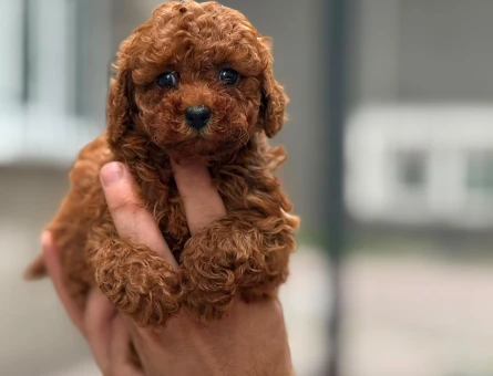Yavru Maltipoo Bebeklerimiz - 5774