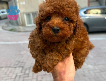 Yavru Maltipoo Bebeklerimiz