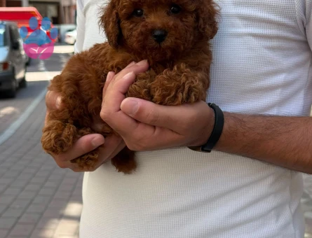Yavru Maltipoo Bebeklerimiz