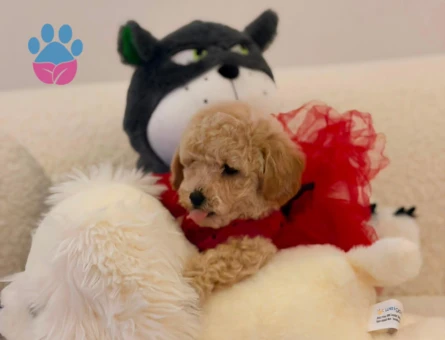 Yavru Maltipoo Bebeklerimiz - 5776