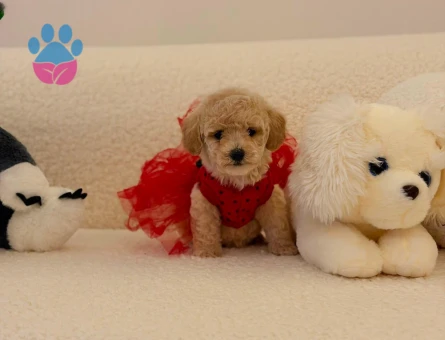 Yavru Maltipoo Bebeklerimiz
