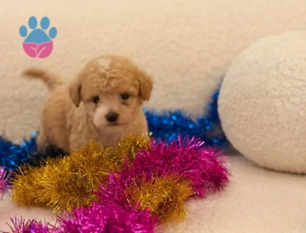 Yavru Maltipoo Bebeklerimiz - 5777