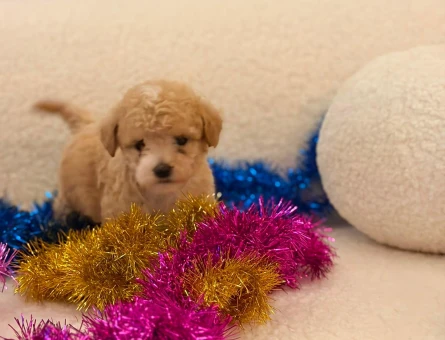 Yavru Maltipoo Bebeklerimiz - 5777