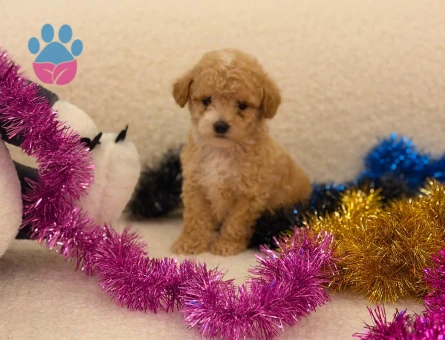 Yavru Maltipoo Bebeklerimiz