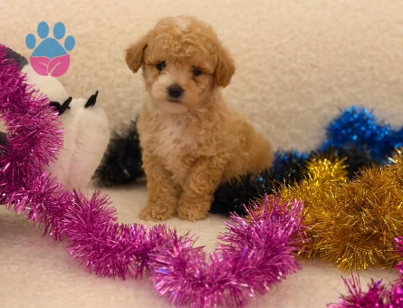 Yavru Maltipoo Bebeklerimiz