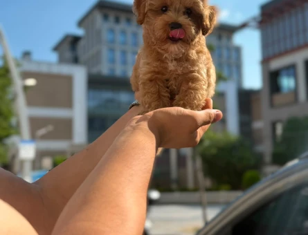 Yavru Terrier Maltese Bebeklerimiz - 5778