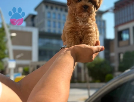Yavru Terrier Maltese Bebeklerimiz