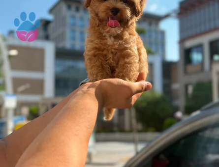 Yavru Terrier Maltese Bebeklerimiz