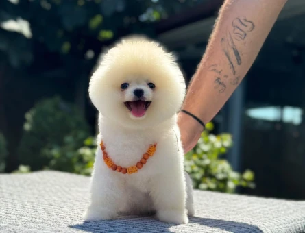 Yavru Pomeranian Boolarımız - 5779