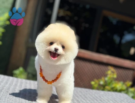 Yavru Pomeranian Boolarımız