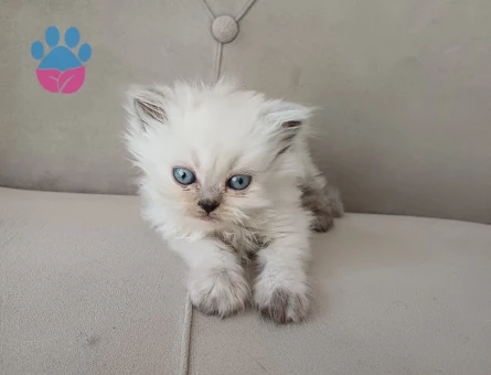 British Longhair 3 Aylık Dişi - 5783