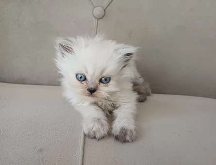 British Longhair 3 Aylık Dişi - 5783