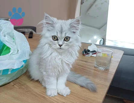 British Longhair 3 Aylık Dişi