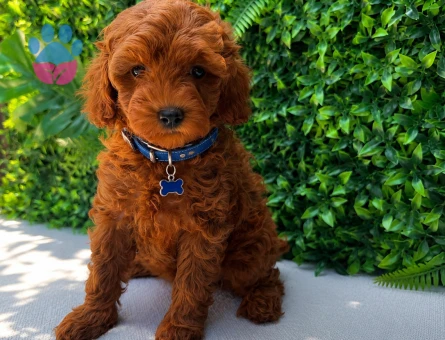 Premium Kore Toy Poodle Erkek Yavru | Ruhsatlı Üretim | Sağlık Garantili