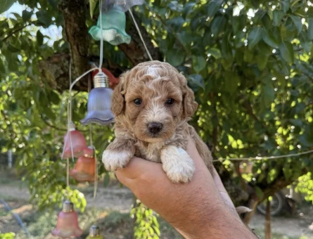 BABYFACE MALTİPOO YAVRULARIMIZ - 5785