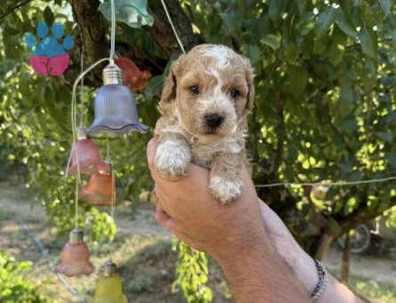 BABYFACE MALTİPOO YAVRULARIMIZ