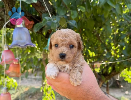 BABYFACE MALTİPOO YAVRULARIMIZ