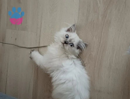 British Longhair 3 Aylık Dişi