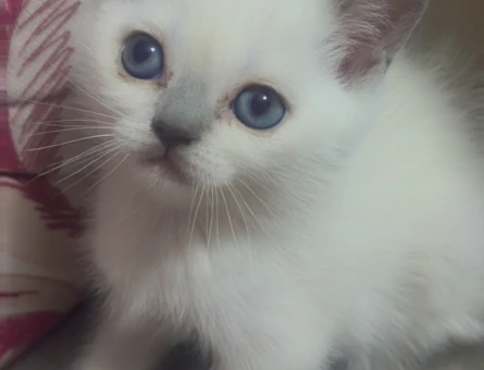 British Shorthair 1 Yaşında İzmir'de Yuva Arıyor - 5789