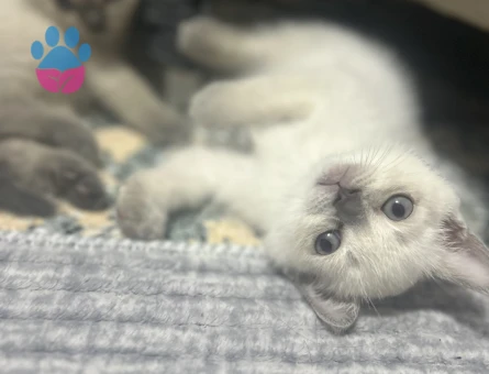 British Shorthair 1 Yaşında İzmir'de Yuva Arıyor