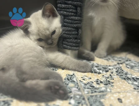 British Shorthair 1 Yaşında İzmir'de Yuva Arıyor