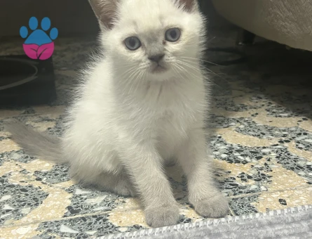 British Shorthair 1 Yaşında İzmir'de Yuva Arıyor