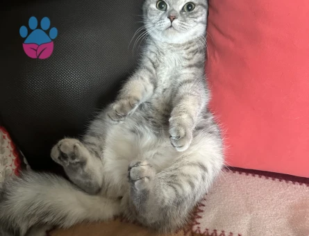 Güzel Kızıma Yuva Arıyoruz