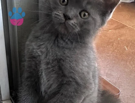 2 aylık british shorthair point dişi-erkek kediler