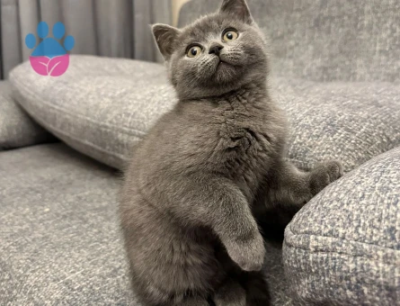 2 aylık british shorthair point dişi-erkek kediler