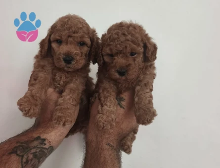 Toy poodle yavrularımız - 7342