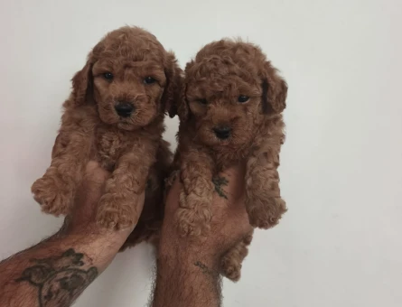 Toy poodle yavrularımız - 7342