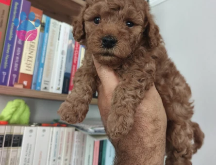 Toy poodle yavrularımız - 7342 - Görsel 3