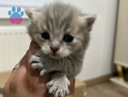 British Longhair Yavrularımız - 7346 - Görsel 3