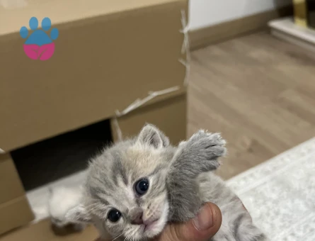 British Longhair Yavrularımız - 7346 - Görsel 4
