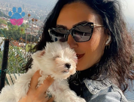 Maltese terrier yavrularım sağlık ve garantilidir - 7348