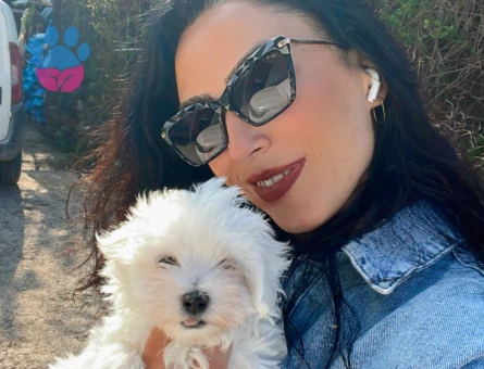 Maltese terrier yavrularım sağlık ve garantilidir - 7348 - Görsel 5