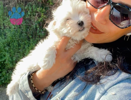 Maltese terrier yavrularım sağlık ve garantilidir - 7348 - Görsel 3