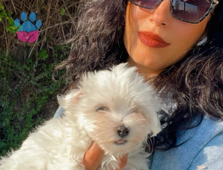 Maltese terrier yavrularım sağlık ve garantilidir - 7348 - Görsel 4