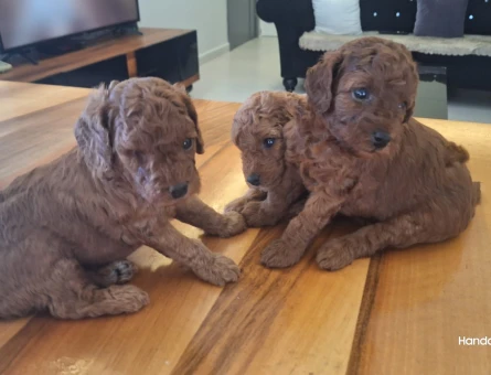 POODLE BEBEKLER - 7350