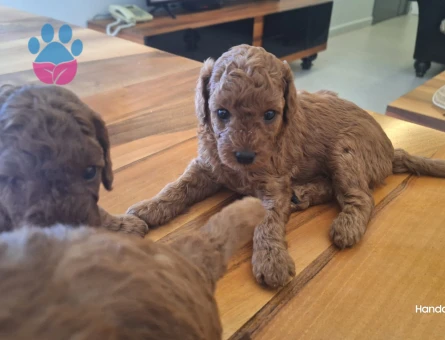 POODLE BEBEKLER - 7350 - Görsel 3