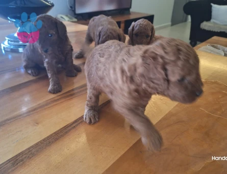 POODLE BEBEKLER - 7350 - Görsel 4