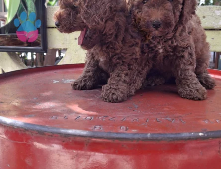0 VE 1 NUMARA TOY POODLE BEBEKLER - 7353