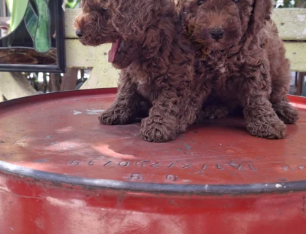 0 VE 1 NUMARA TOY POODLE BEBEKLER - 7353
