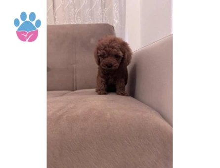 0 VE 1 NUMARA TOY POODLE BEBEKLER - 7353 - Görsel 3