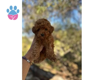 0 VE 1 NUMARA TOY POODLE BEBEKLER - 7353 - Görsel 4