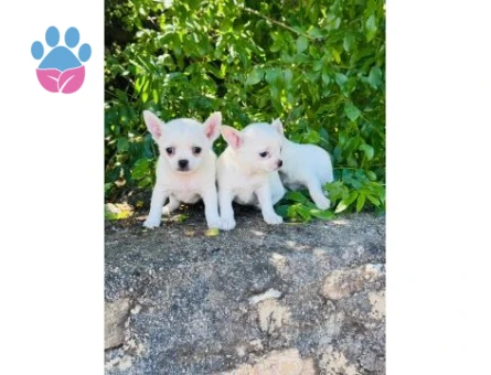 0 NUMARA TEACUP CHİHUAHUA BEBEKLER HAZIR - 7354